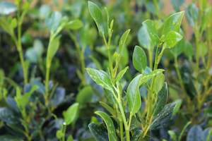 Griselinia littoralis Ardmore