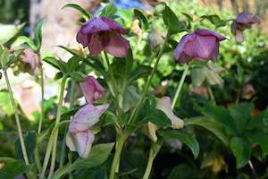 Plants Beginning With H: Helleborus Texture Hybrids