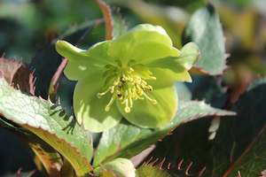 Helleborus sternii