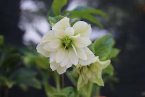 Plants Beginning With H: Helleborus o. Double Hybrids