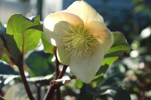 Plants Beginning With H: Helleborus Marlon