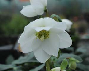 Helleborus Jasper