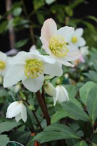 Plants Beginning With H: Helleborus Jacob