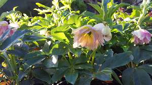 Plants Beginning With H: Helleborus Lily