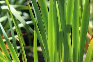 Iris sibirica Swans In Flight