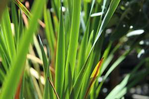 A Plant Beginning With I: Iris sibirica Ranman