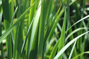 A Plant Beginning With I: Iris sibirica over the river