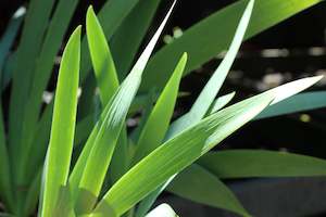 A Plant Beginning With I: Iris germanica Hybrid