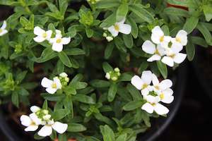 Iberis sempervirens Purity