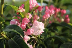 Kalmia latifolia Ostbo Red