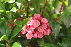 Plants Beginning With K: Kalmia latifolia Raspberry Glow