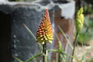 Kniphofia citrina