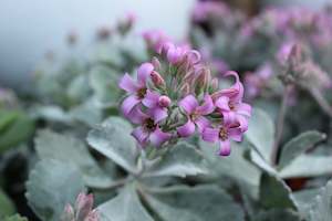 Plants Beginning With K: Kalanchoe pumilo