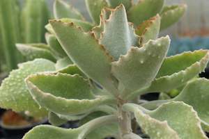 Kalanchoe Fang