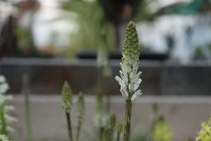 Lachenalia contaminata