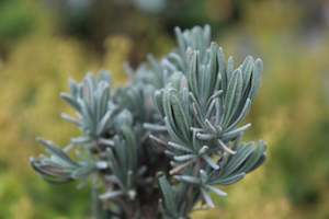 Plants Beginning With L: Lavender Pacific Blue