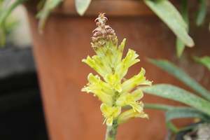 Lachenalia orchioides