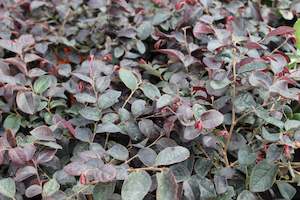 Plants Beginning With L: Loropetalum plum gorgeous