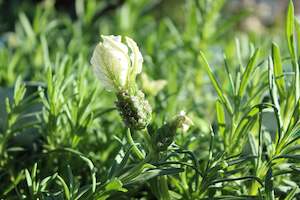 Lavandula Sensation White