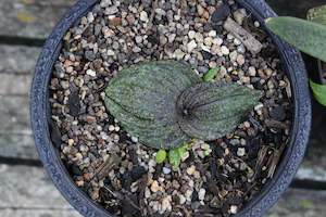 Plants Beginning With M: Massonia pustulata