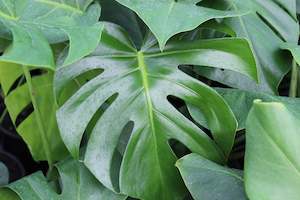 Plants Beginning With M: Monstera deliciosa