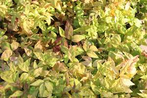 Plants Beginning With N: Nandina pygmaea firepower