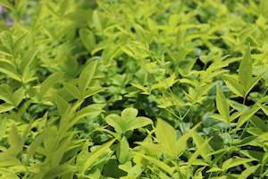 Plants Beginning With N: Nandina Lemon Lime