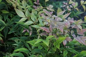 Plants Beginning With N: Nandina gulfstream