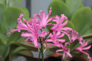 Plants Beginning With N: Nerine bowdenii