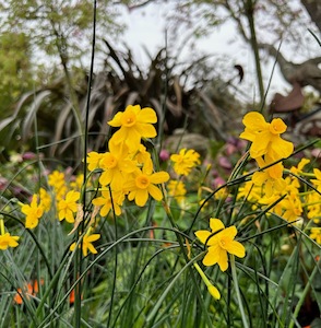 Plants Beginning With N: Narcissus jonquilla