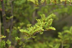 Plants Beginning With N: Nothofagus solandrii