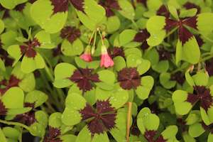 Plants Beginning With O: Oxalis tetraphylla Iron Cross