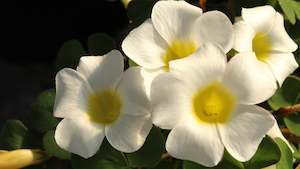 Plants Beginning With O: Oxalis purpurea Alba