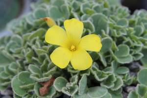 Plants Beginning With O: Oxalis Ken Aslet Yellow