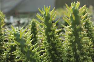 Plants Beginning With O: Opuntia subulata