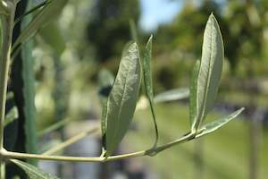 Plants Beginning With O: Olea Frantoio