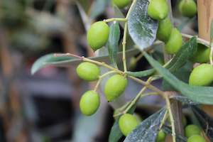 Plants Beginning With O: Olea Koroneiki