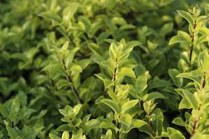 Plants Beginning With P: Pittosporum Midget