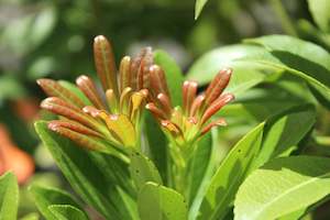 Plants Beginning With P: Pieris Temple Bells