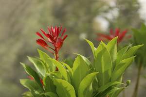 Plants Beginning With P: Pieris japonica Mountain Fire