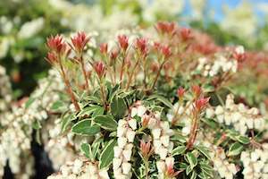Pieris japonica Little Heath
