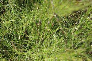 Plants Beginning With R: Rhodocoma capensis