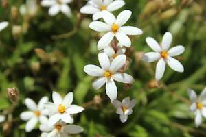 Plants Beginning With R: Rhodohypoxis parvula