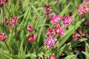 Plants Beginning With R: Rhodohypoxis Kiwi Red