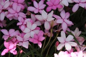 Rhodohypoxis Fred Broome