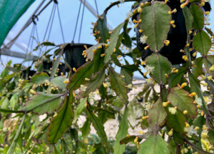 Plants Beginning With R: Rhipsalis rhombea