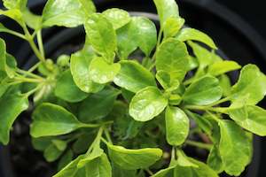 Plants Beginning With S: Salvia Glare