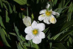 Sisyrinchium snow bells
