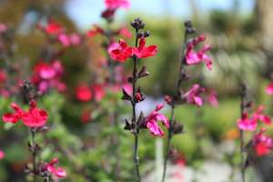 Plants Beginning With S: Salvia Riverton Red