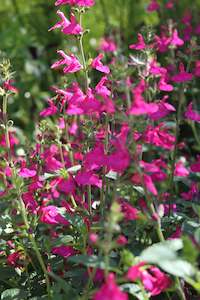 Salvia Margo